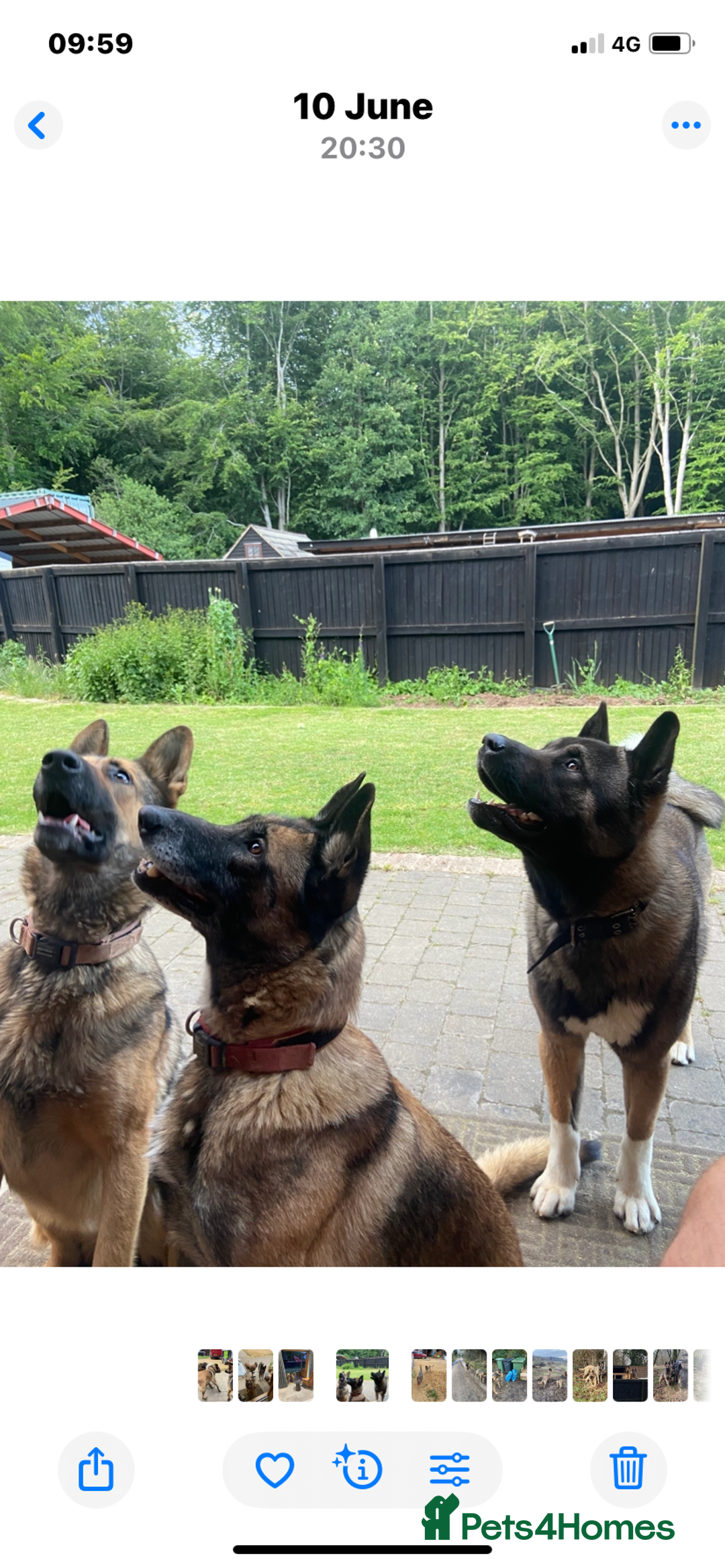 Mixed Breed dogs for sale: GSD X Akita puppies looking for new homes in Oct - Image 4