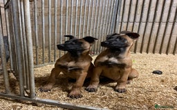Belgian Shepherd Dog dogs for sale: Dutch herder puppys for sale  - Image 1