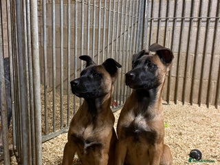 Belgian Shepherd Dog dogs - Advert 28