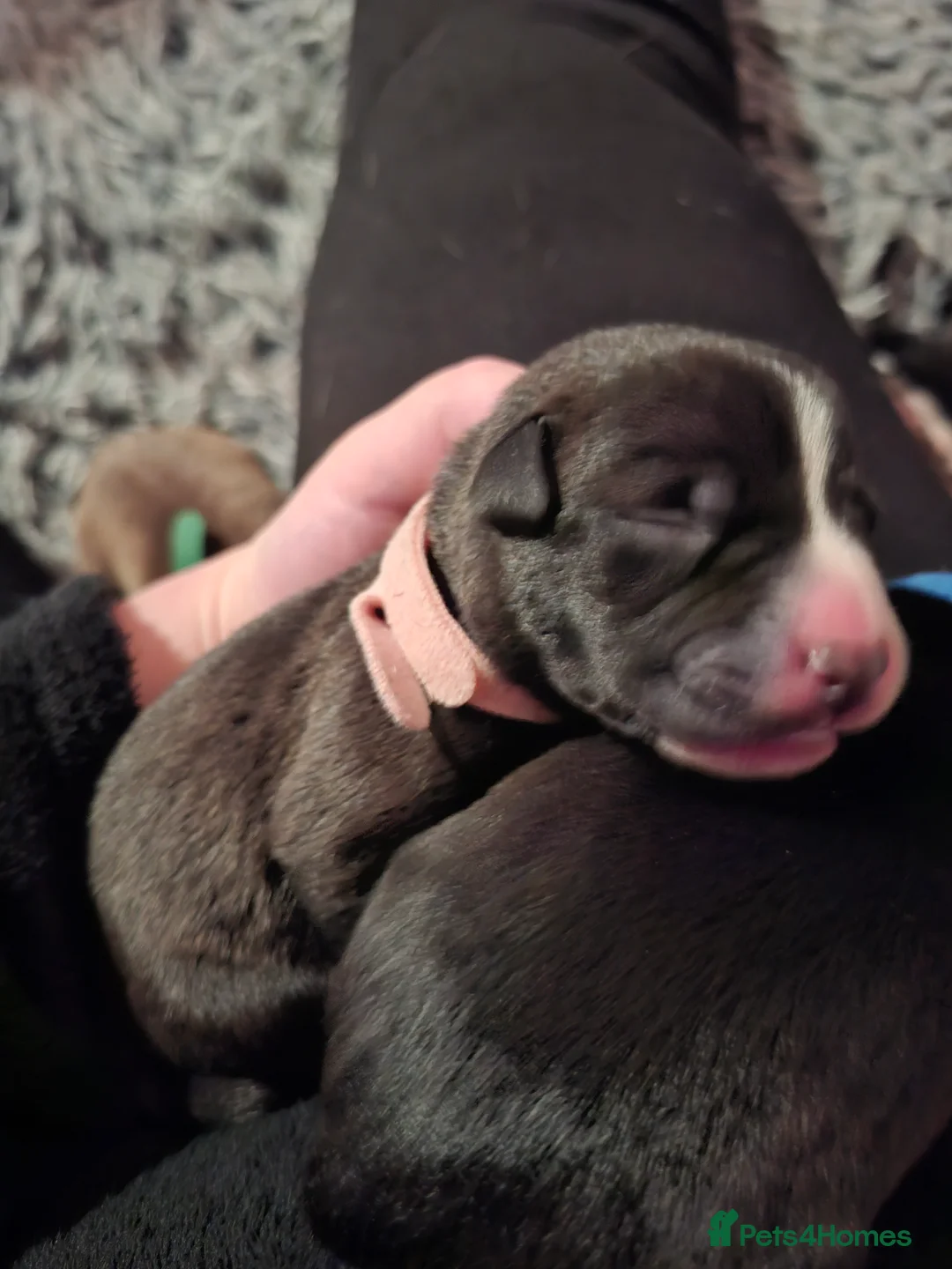 Mixed Breed dogs for sale: Gorgeous mixed breed puppies  - Advert 2