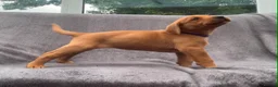 Labrador Retriever dogs for sale: working line Labrador retriever  - Advert 21
