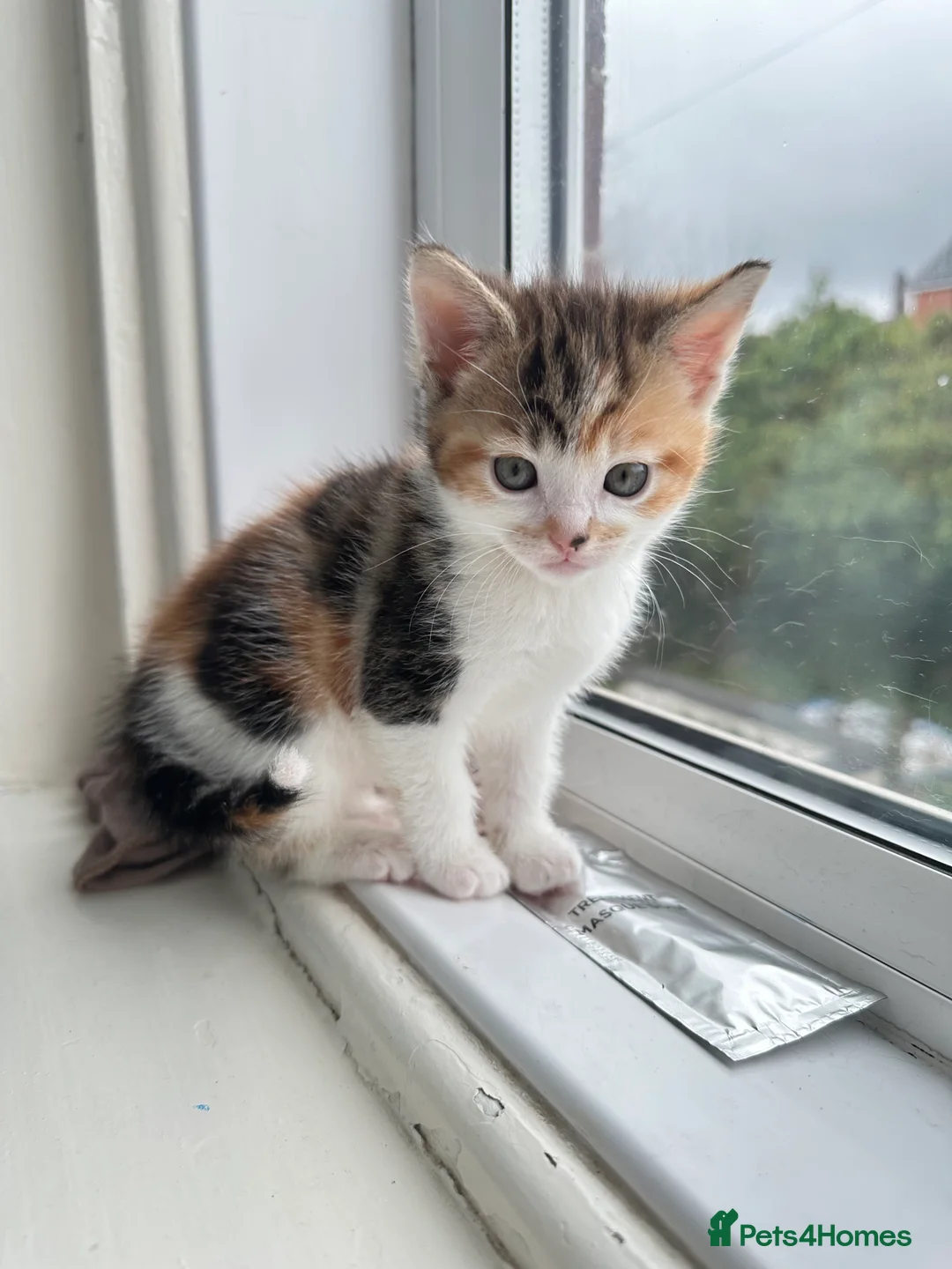 Mixed Breed cats for sale: Kitten and mother cat for sale individually  in Oldham - Advert 2