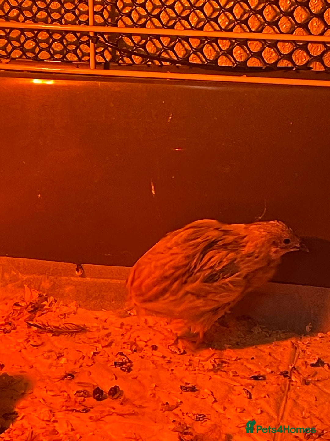 Quail poultry for sale: 3 button quail  - Image 4