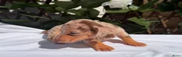 Miniature Dachshund dogs for sale: BEAUTIFUL TINY MINIATURE DASCHUNDS DAPPLE KC  - Advert 22