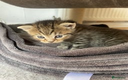 Egyptian Mau cats for sale: Egyptian mau kittens  - Image 13