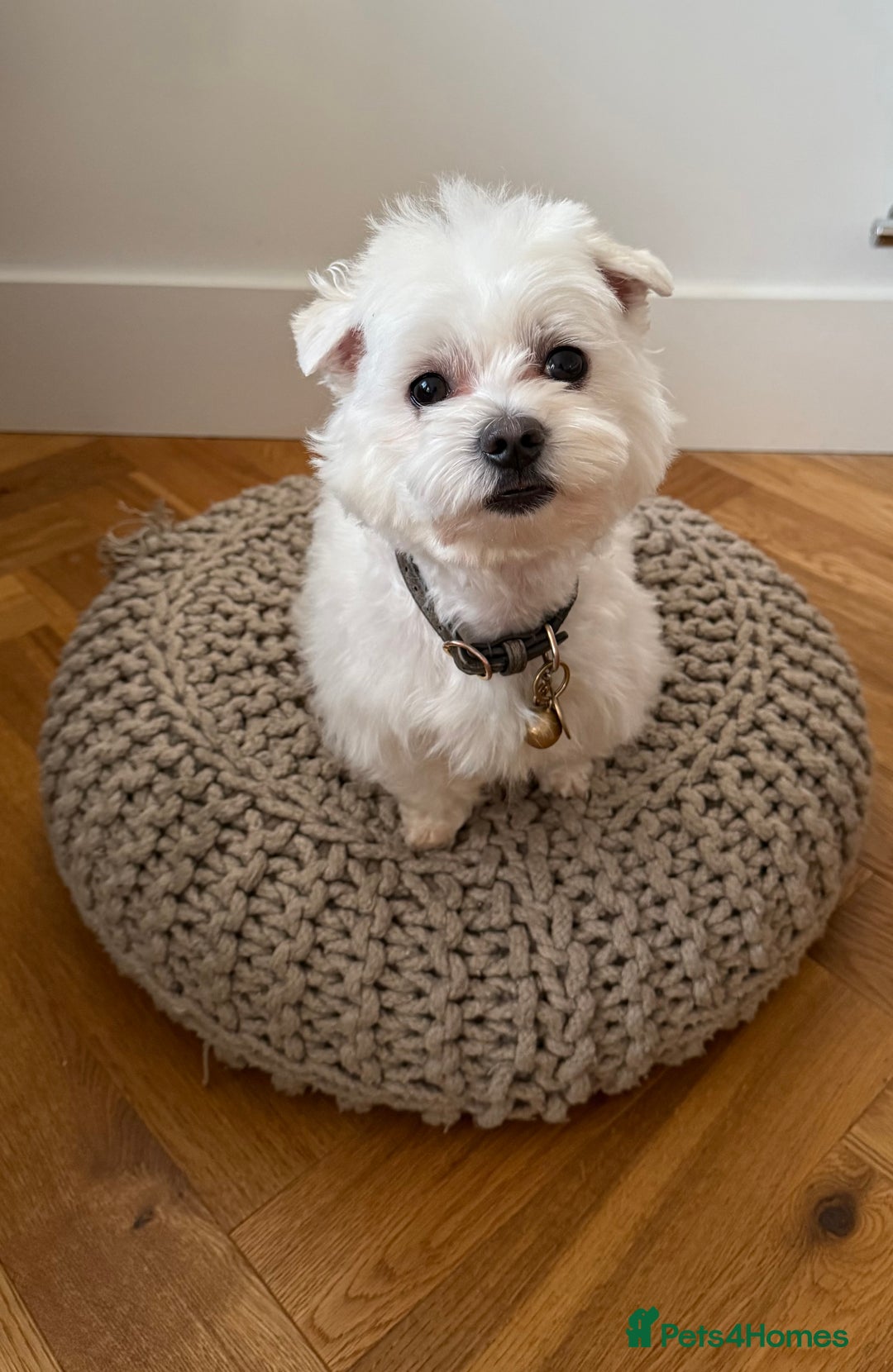 Maltese dogs for stud: LONDON Male for Breeding - STUD ❤️🐶  - Advert 7