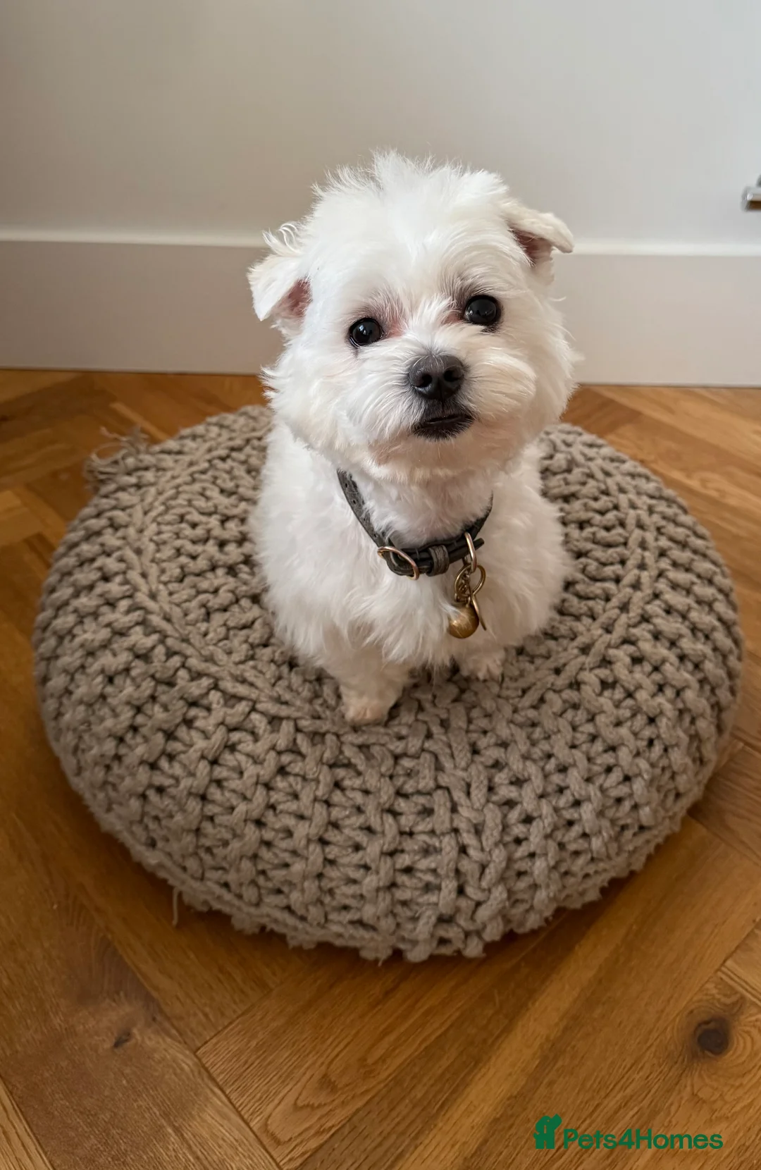 Maltese dogs for stud: LONDON Male for Breeding - STUD ❤️🐶  - Advert 7