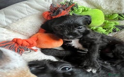 Mixed Breed dogs for sale: Gorgeous Plummer Terrier X Toy Poodle - Image 14