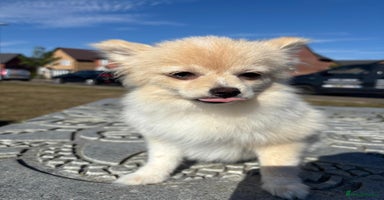 Pomeranian dogs in London - Advert 3
