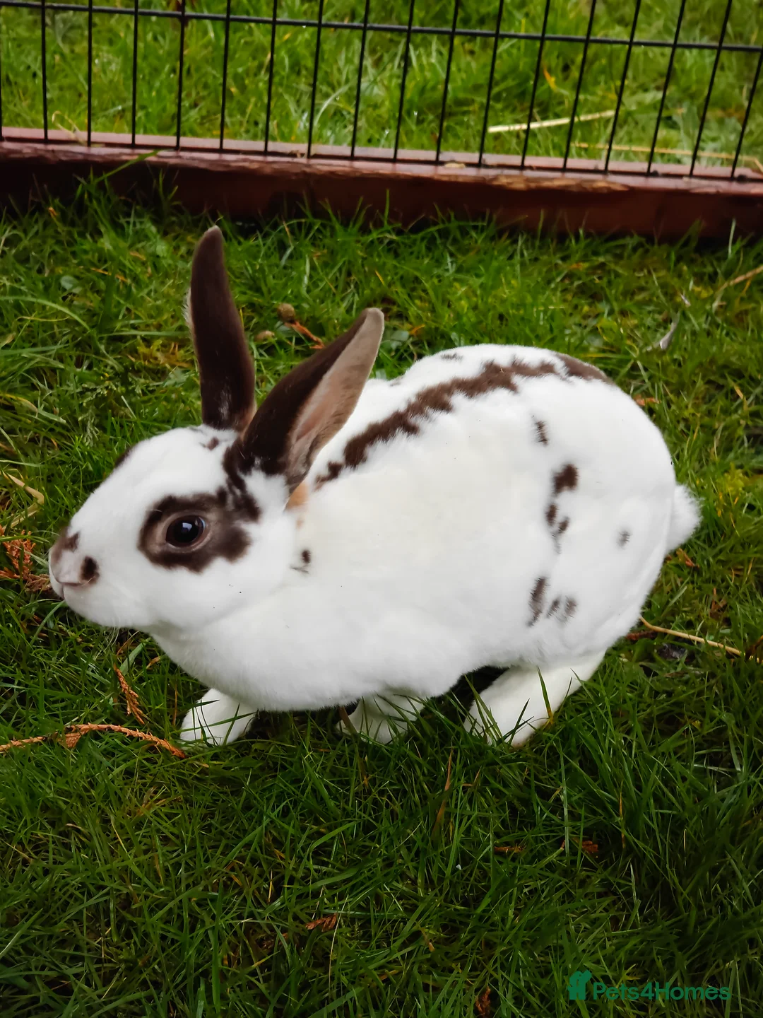 Rex rabbits for sale: Mini Rex Does - Advert 33