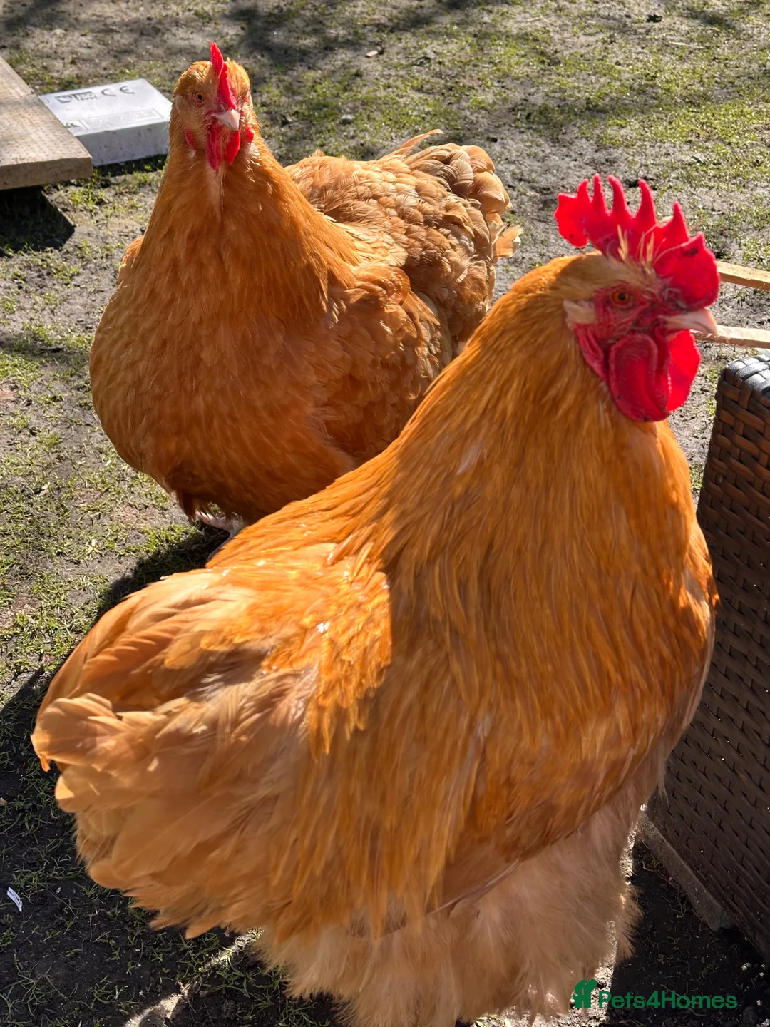 Chickens poultry for sale: Buff Orpington pair for sale.  in Consett - Advert 2
