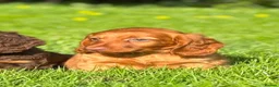 Dachshund dogs for sale: Beautiful Miniature long hair dachshund  - Advert 1