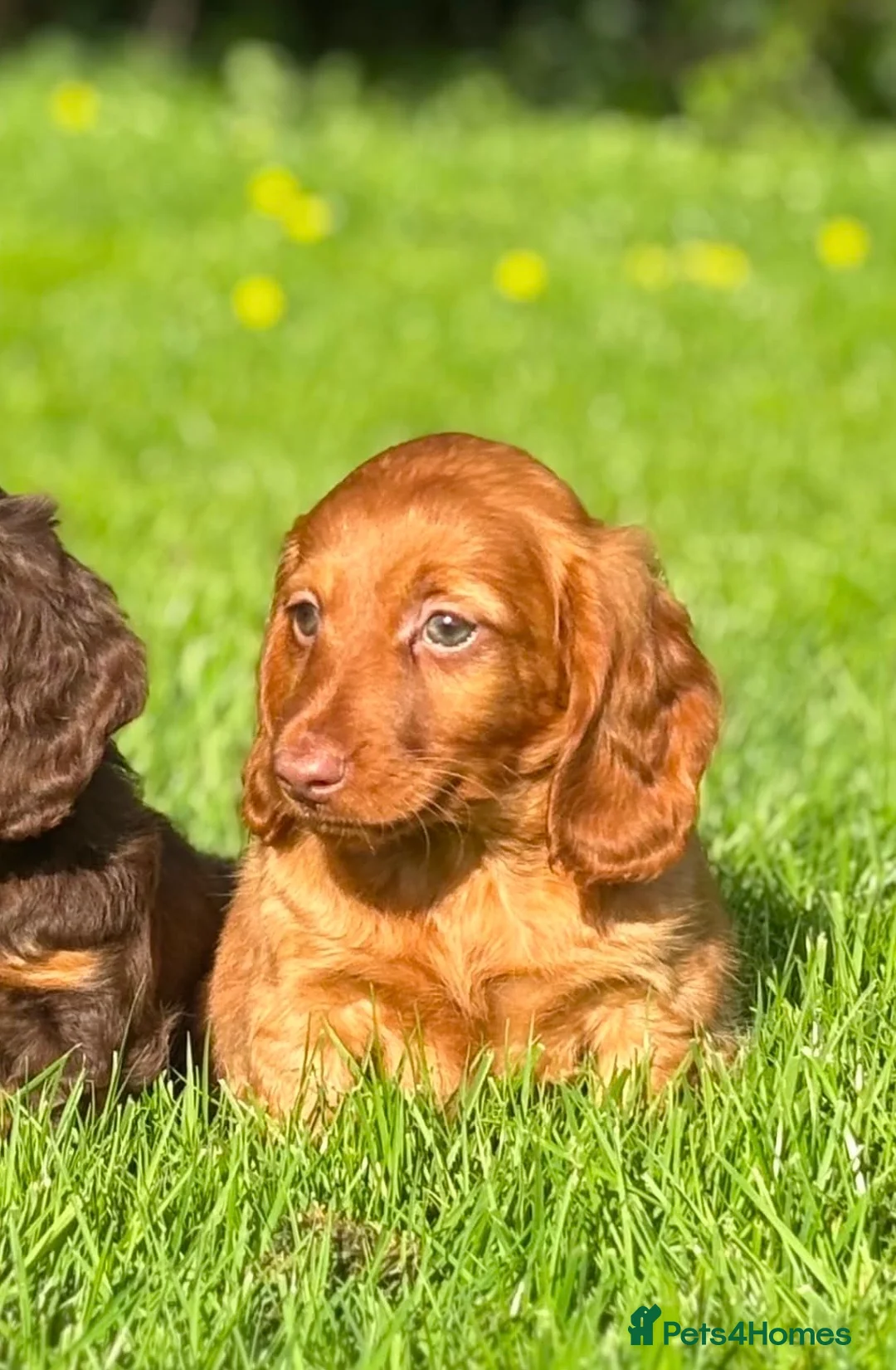Dachshund dogs for sale: Beautiful Miniature long hair dachshund  - Advert 1
