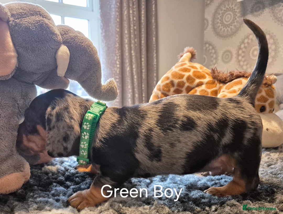 Dachshund dogs for sale: Dachshund Puppies looking for forever homes - Image 20