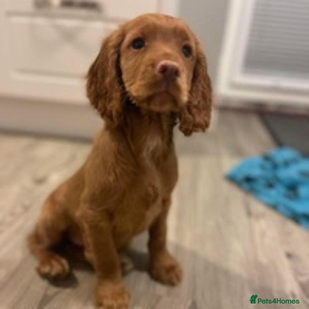 Cocker Spaniel dogs for stud: 🔥🔥WORKING ROAN COCKER STUD🔥🔥 in Gateshead - Advert 7