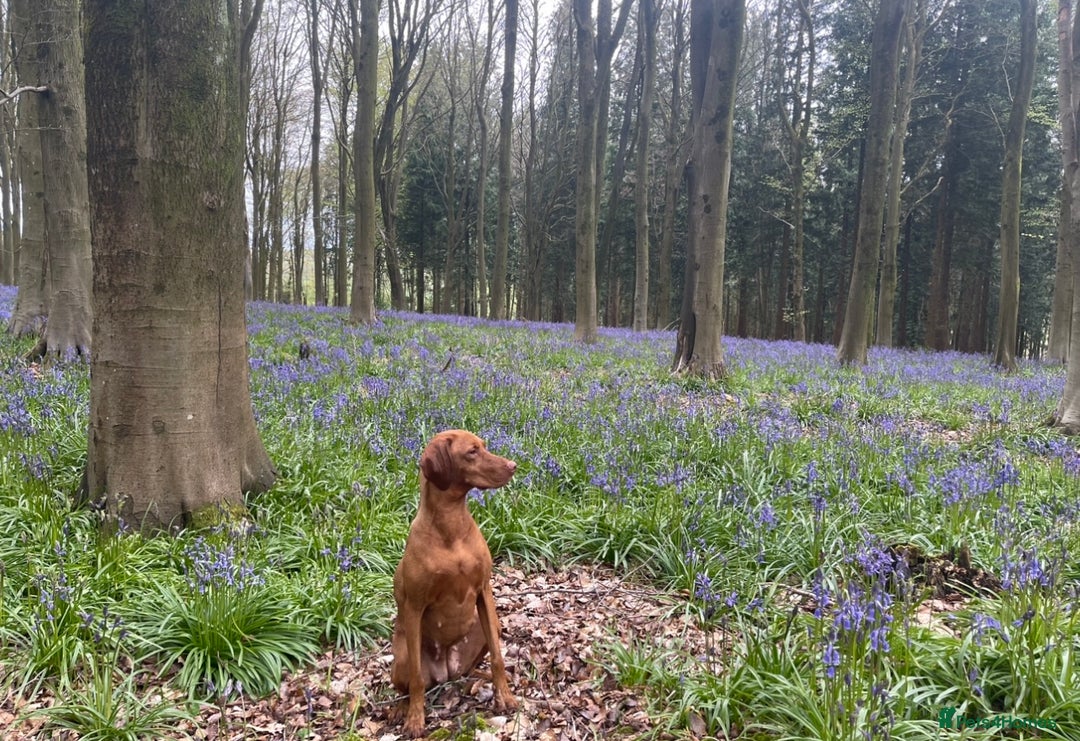 Hungarian Vizsla dogs for sale: KC registered Hungarian Viszla puppies - Advert 15