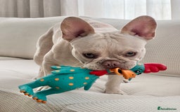 French Bulldog dogs for stud: Healthy platinum boy for Stud - Image 4