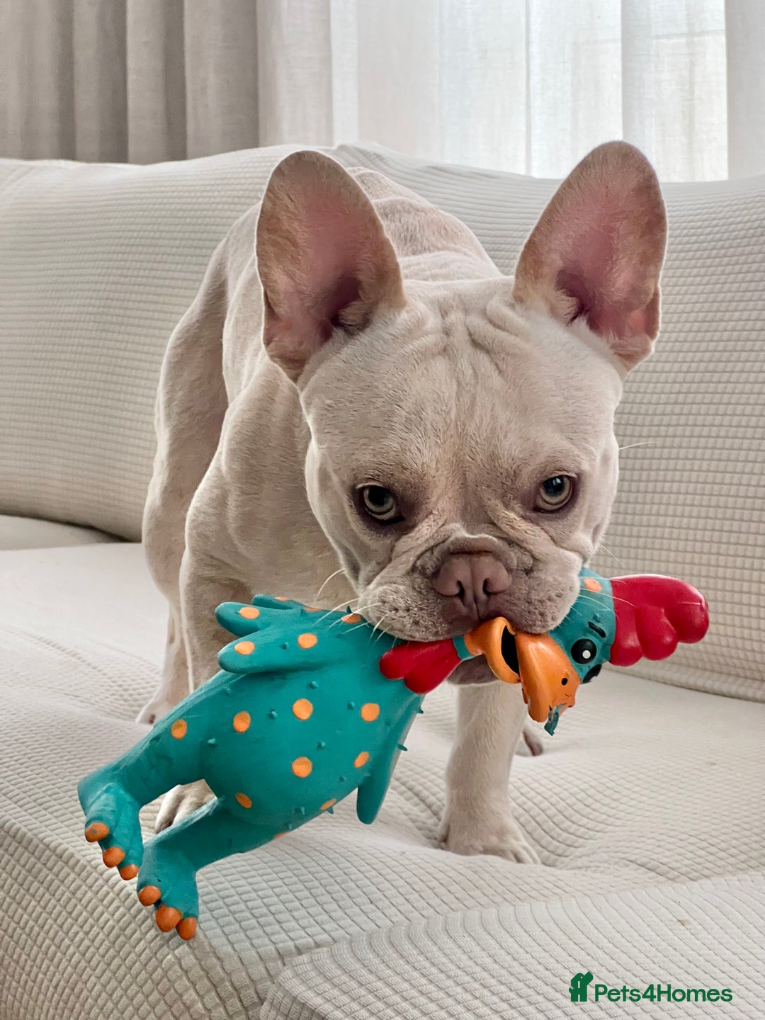 French Bulldog dogs for stud: Healthy platinum boy for Stud - Image 4