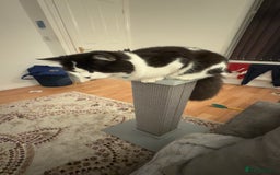 British Shorthair cats for sale: Male british short hair mixed breed 1 yrs old - Image 2