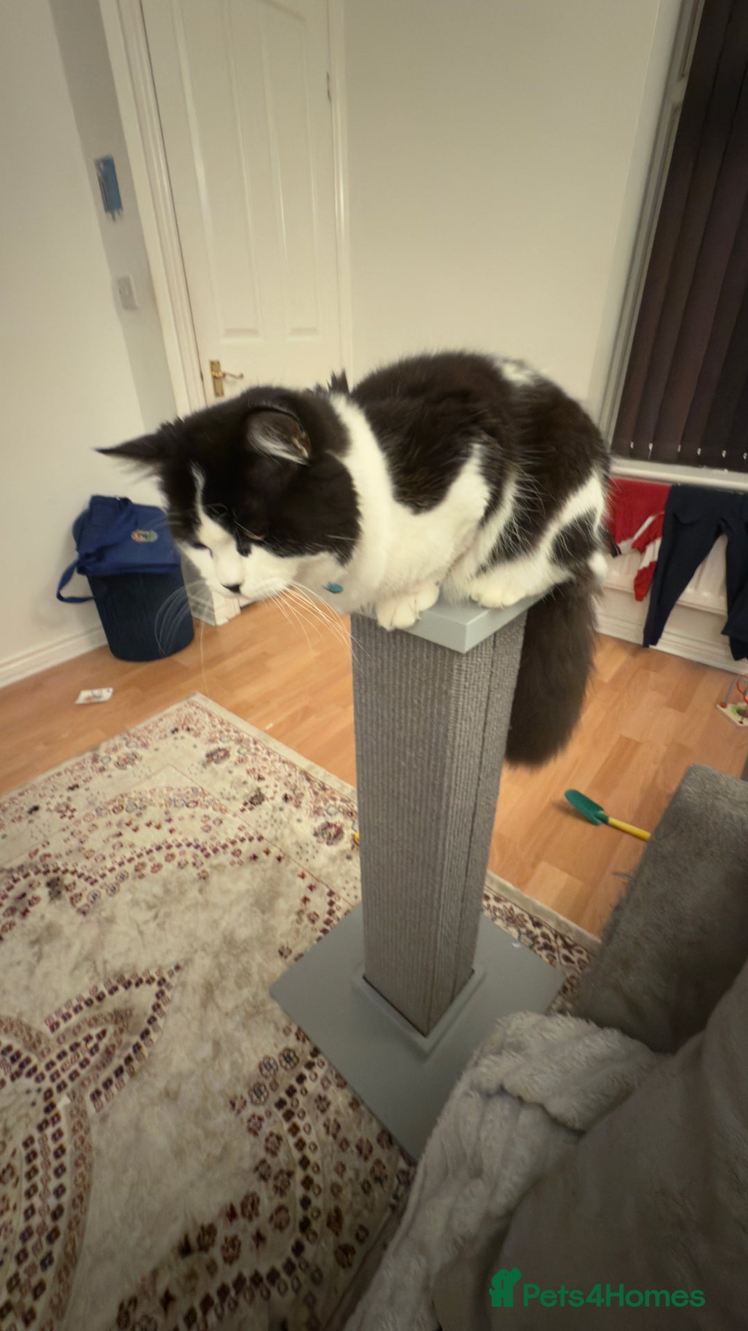 British Shorthair cats for sale: Male british short hair mixed breed 1 yrs old - Image 2