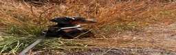 Dobermann dogs for sale: READY TO COLLET NOW | RKC DOBERMAN | CHAMPION LINE - Advert 17