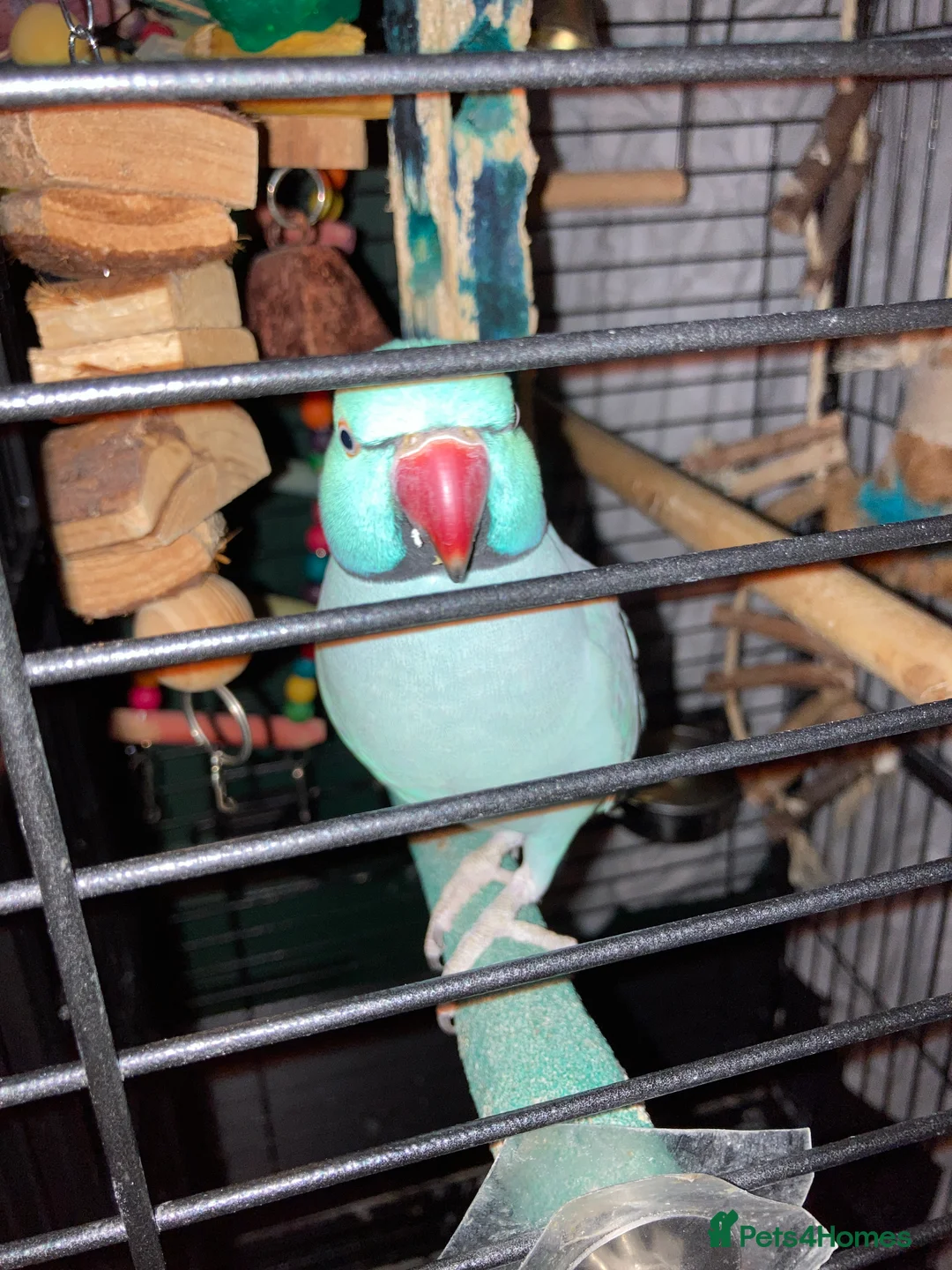 Parakeets birds for sale: 6 year old male Indian Ringneck - Advert 2