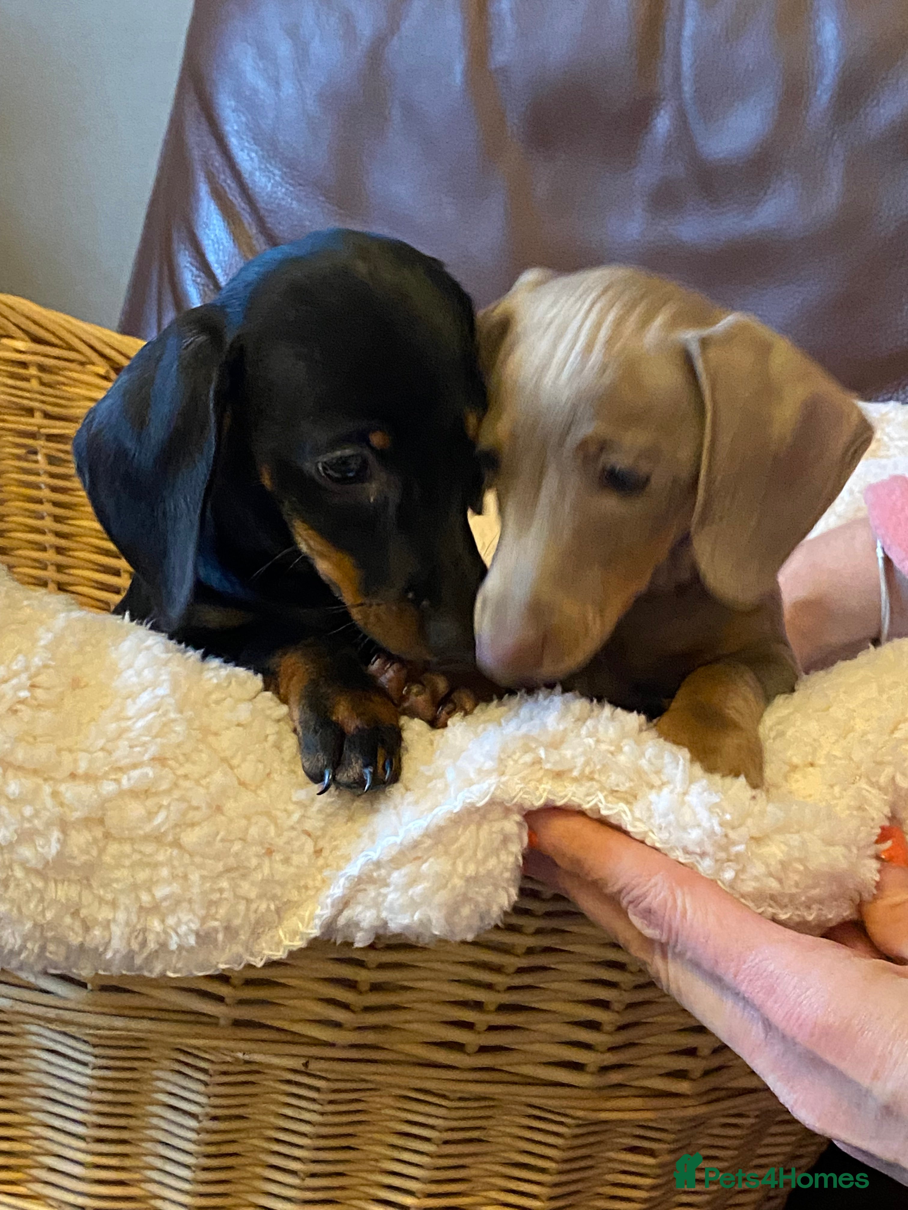 Miniature Dachshund dogs KC Dacshunds Ready NOW! - Advert 8