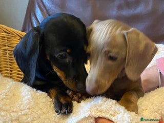 Miniature Dachshund dogs KC Dacshunds Ready NOW! - Advert 8