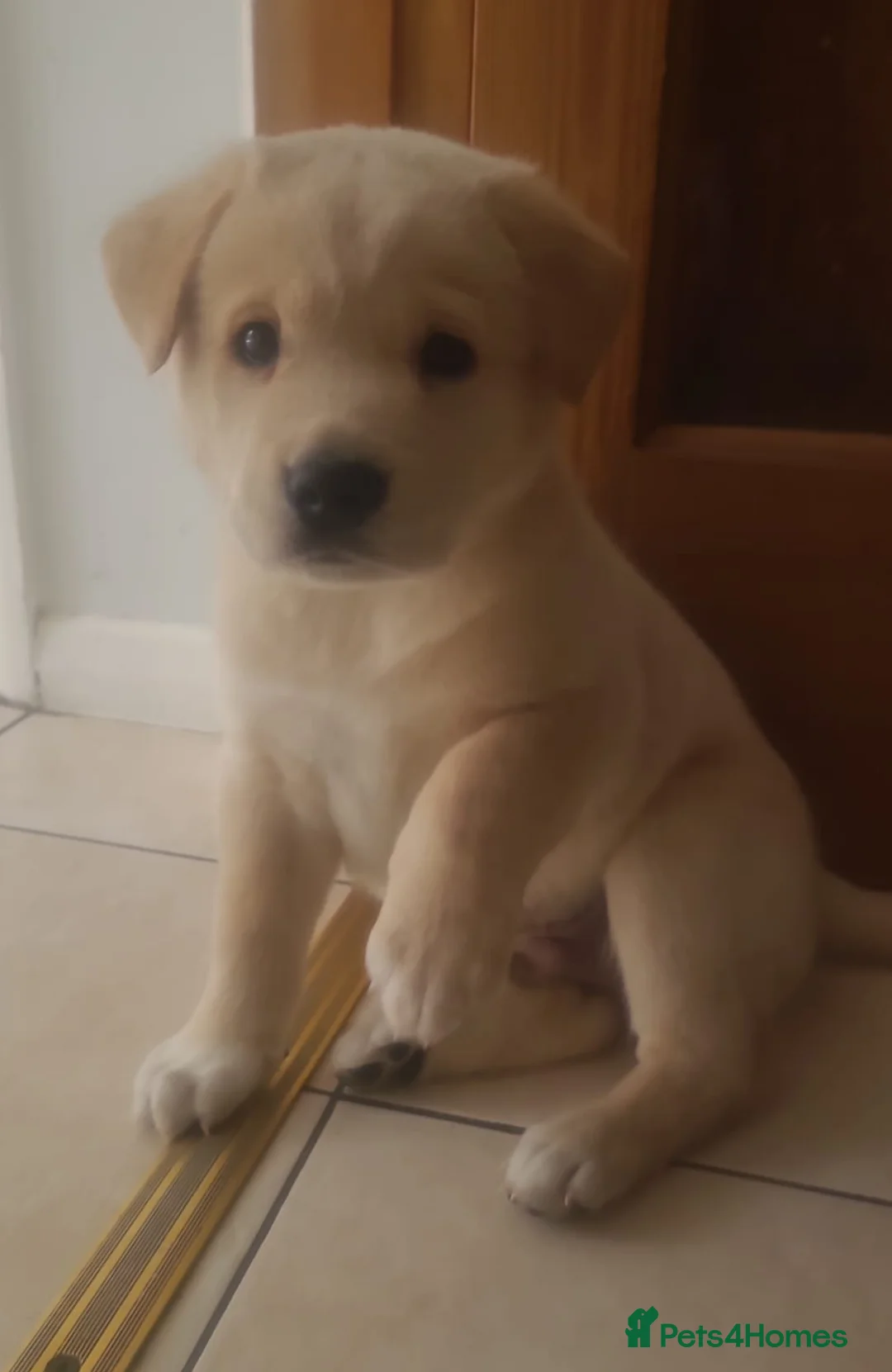 Mixed Breed dogs for sale: Akita/lab - Advert 9