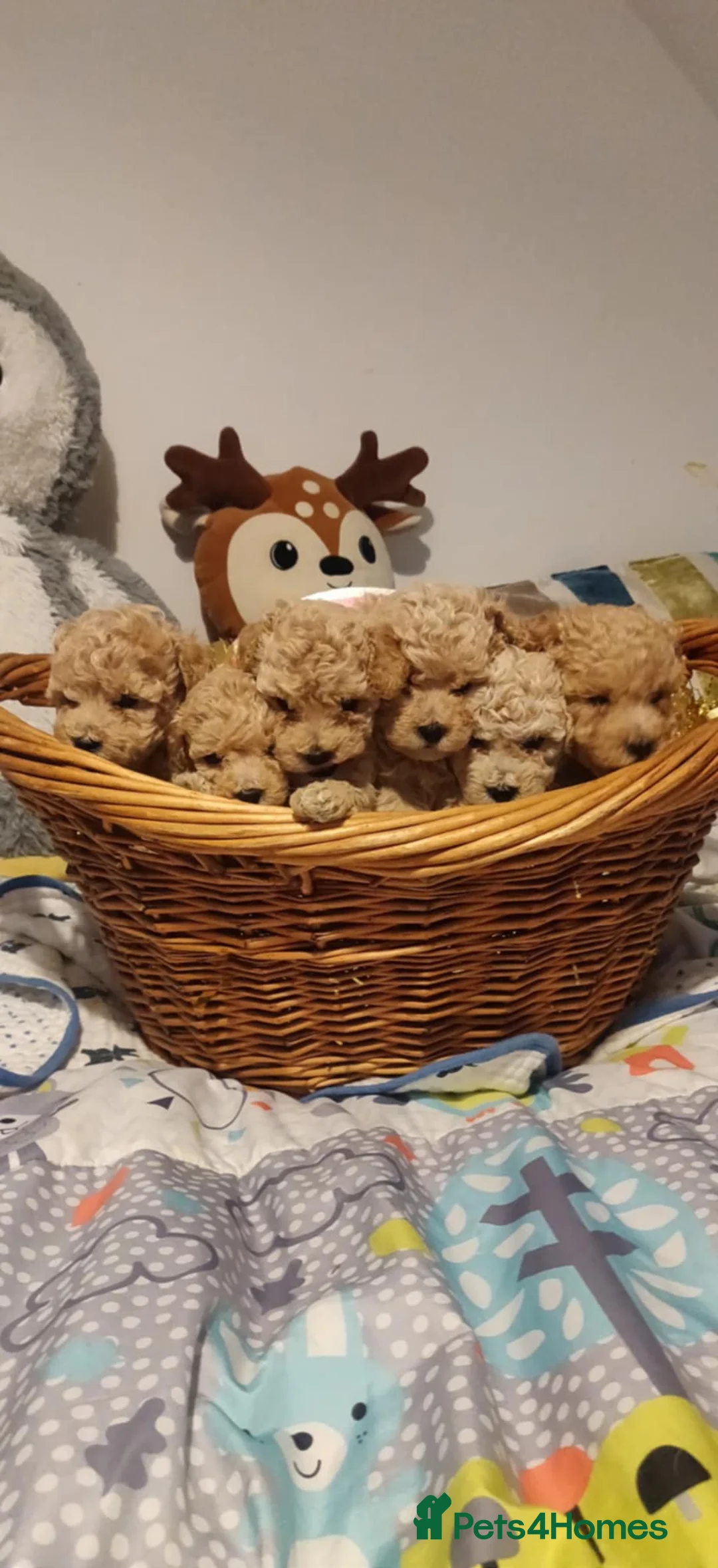 Maltipoo dogs for sale: Beautiful maltipoo puppys - Advert 7