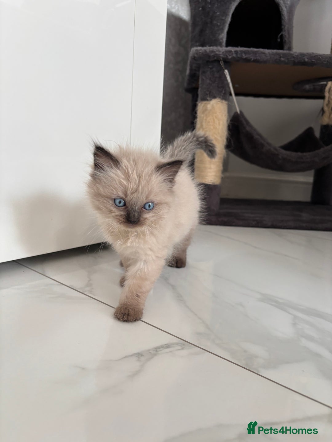 Ragdoll cats for sale: READY TO LEAVE Purebred ragdolls - Image 15