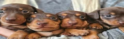 Miniature Dachshund dogs for sale: Miniature Dachshund Chocolate/Tan KC Reg Puppies - Advert 12