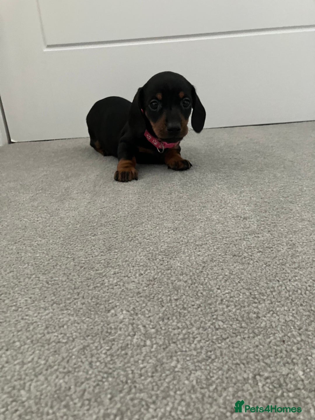 Dachshund dogs for sale: Dachshund pups black and tan - Advert 8