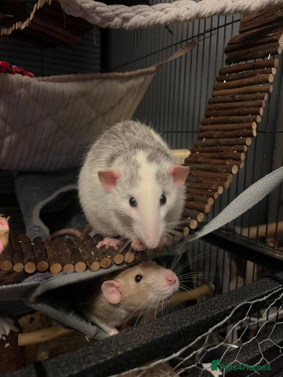 Rat rodents for sale: 3 male rats  - Image 14