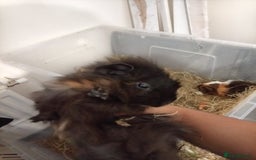 Guinea Pig rodents for sale: Ginea pigs for sale  - Image 7