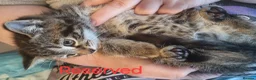 Mixed Breed cats for sale: Kitten in Dundee - Advert 4