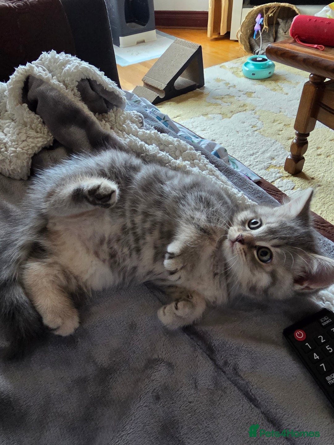 British Shorthair cats for sale:  🐾 Only 1 Adorable British Shorthair Kitten Left! - Advert 26