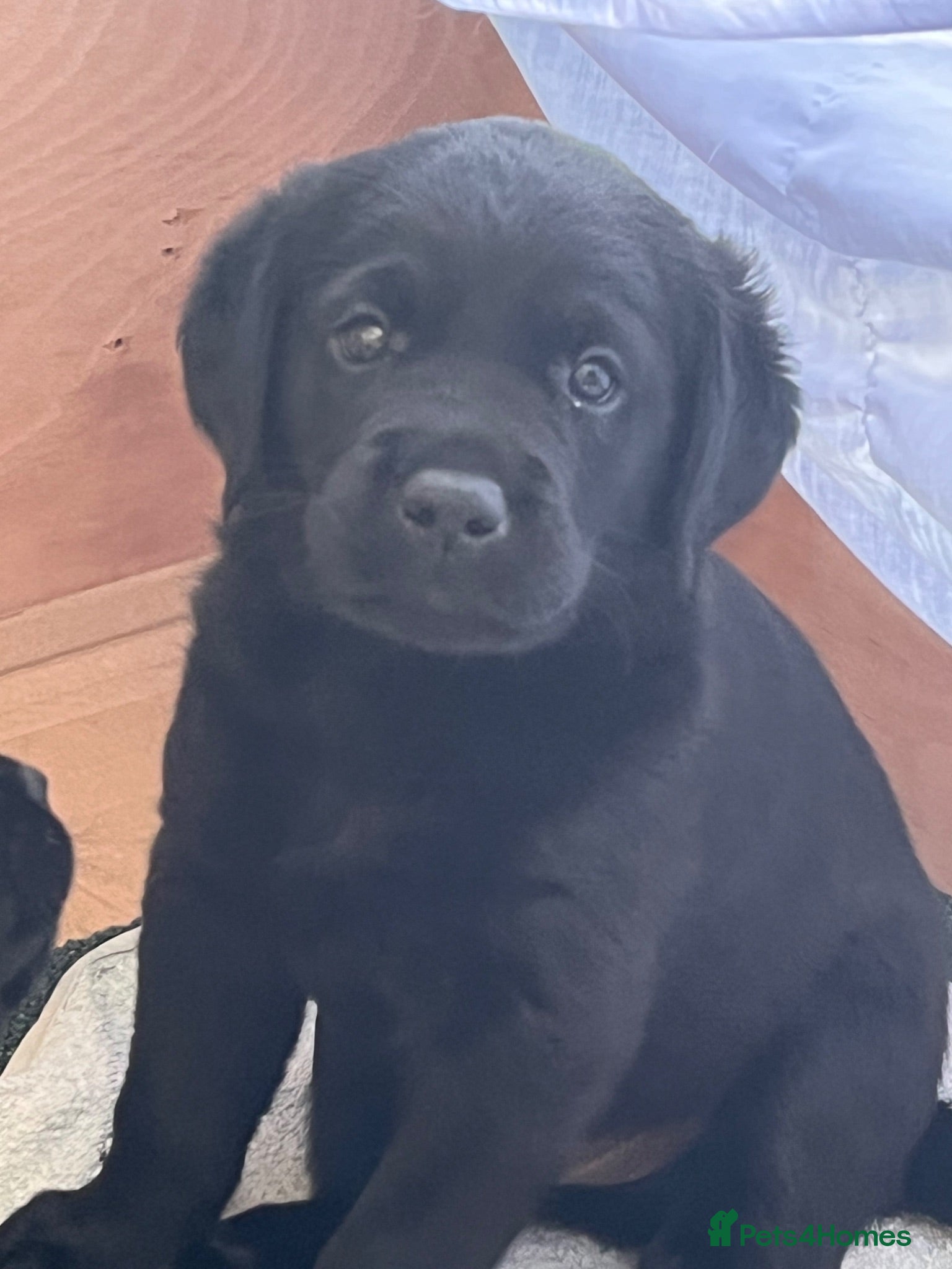 Labrador Retriever dogs Black Labrador Dog Pup - Advert 18