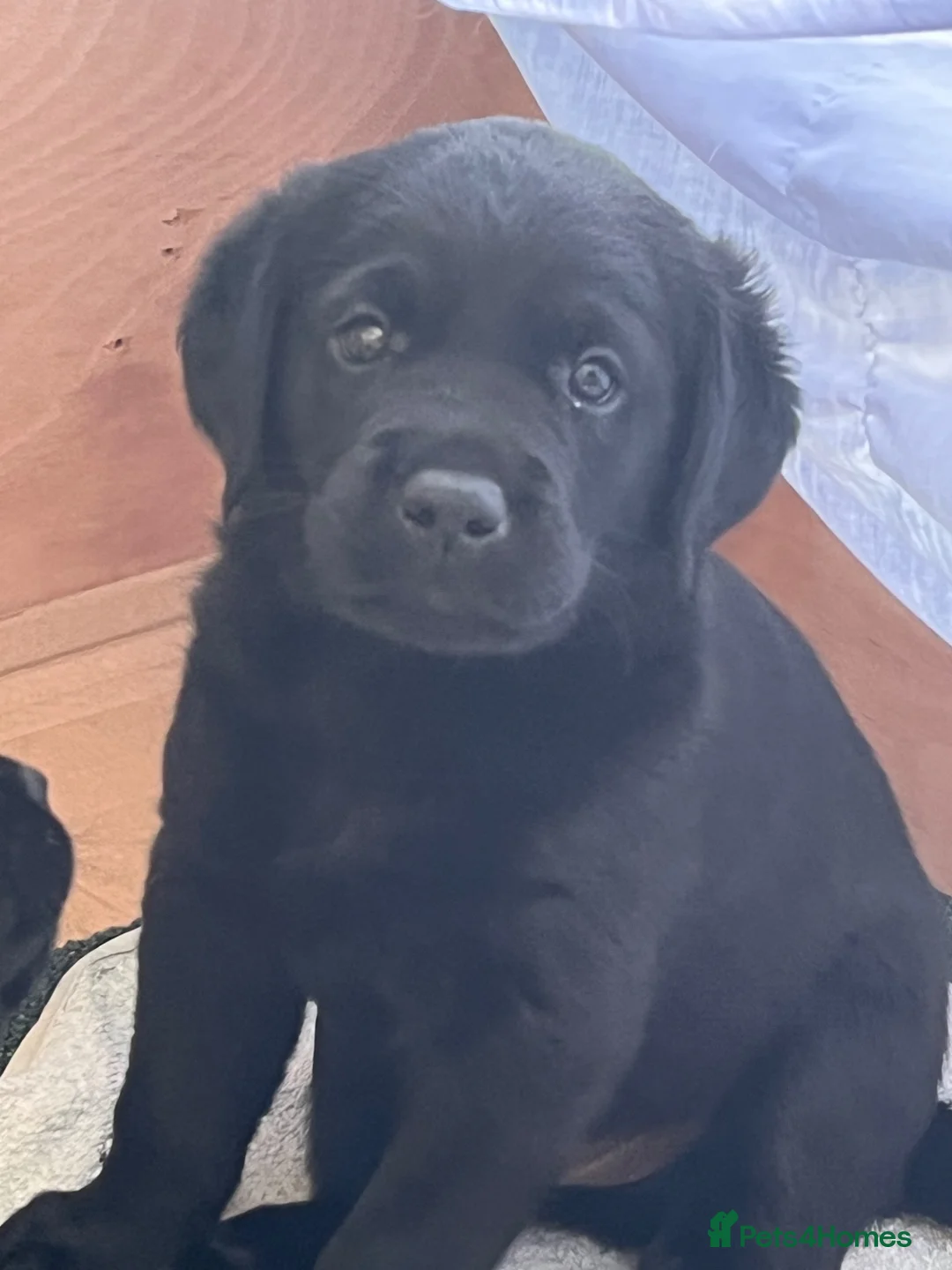 Labrador Retriever dogs for sale: Black Labrador Dog Pup - Advert 1