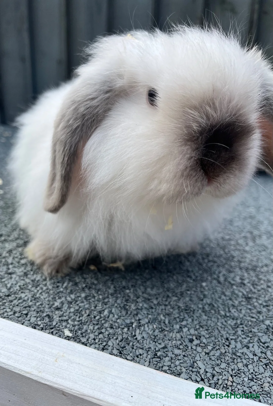 Mini Lop rabbits for sale: 🐰 Two Beautiful Female Lop Bunnies 🐰 - Advert 6