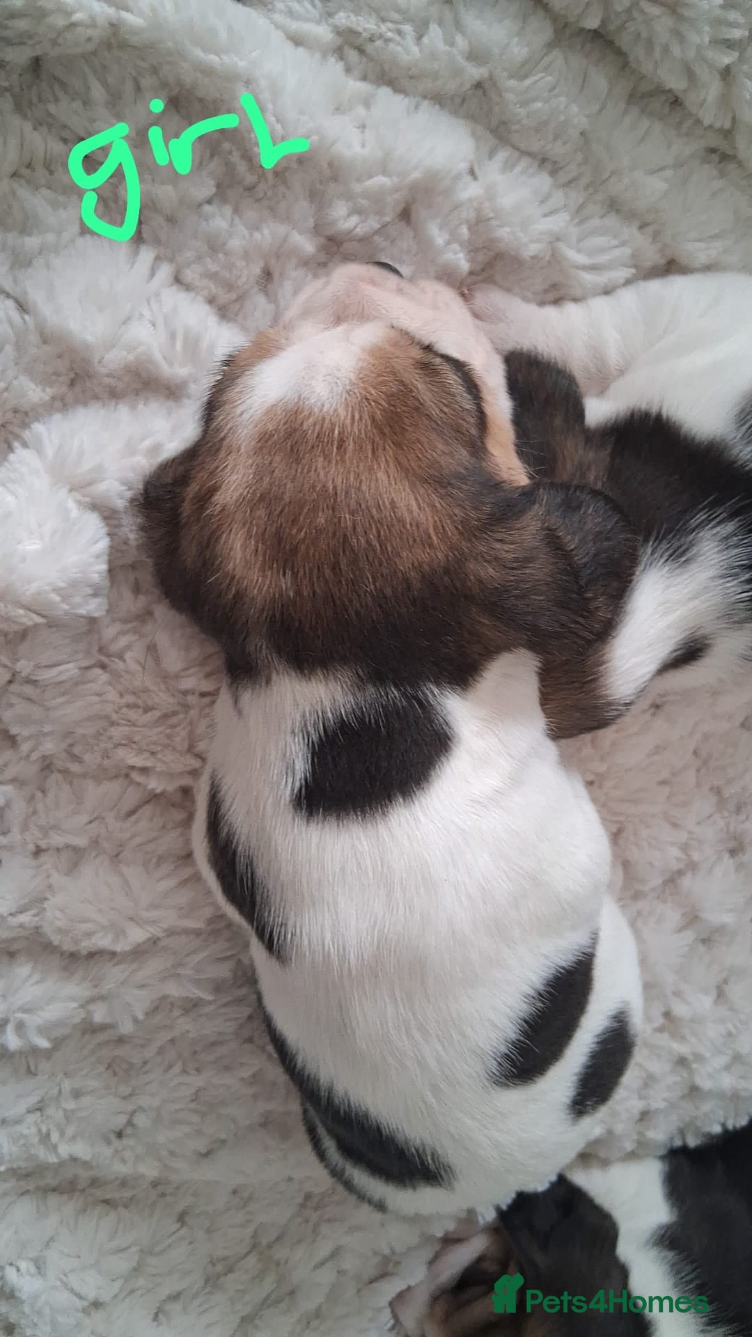 Beagle dogs for sale: KC Registered beagle puppies - Image 14