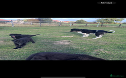 Mixed Breed dogs for sale: Bucovina X Raven  - Image 1