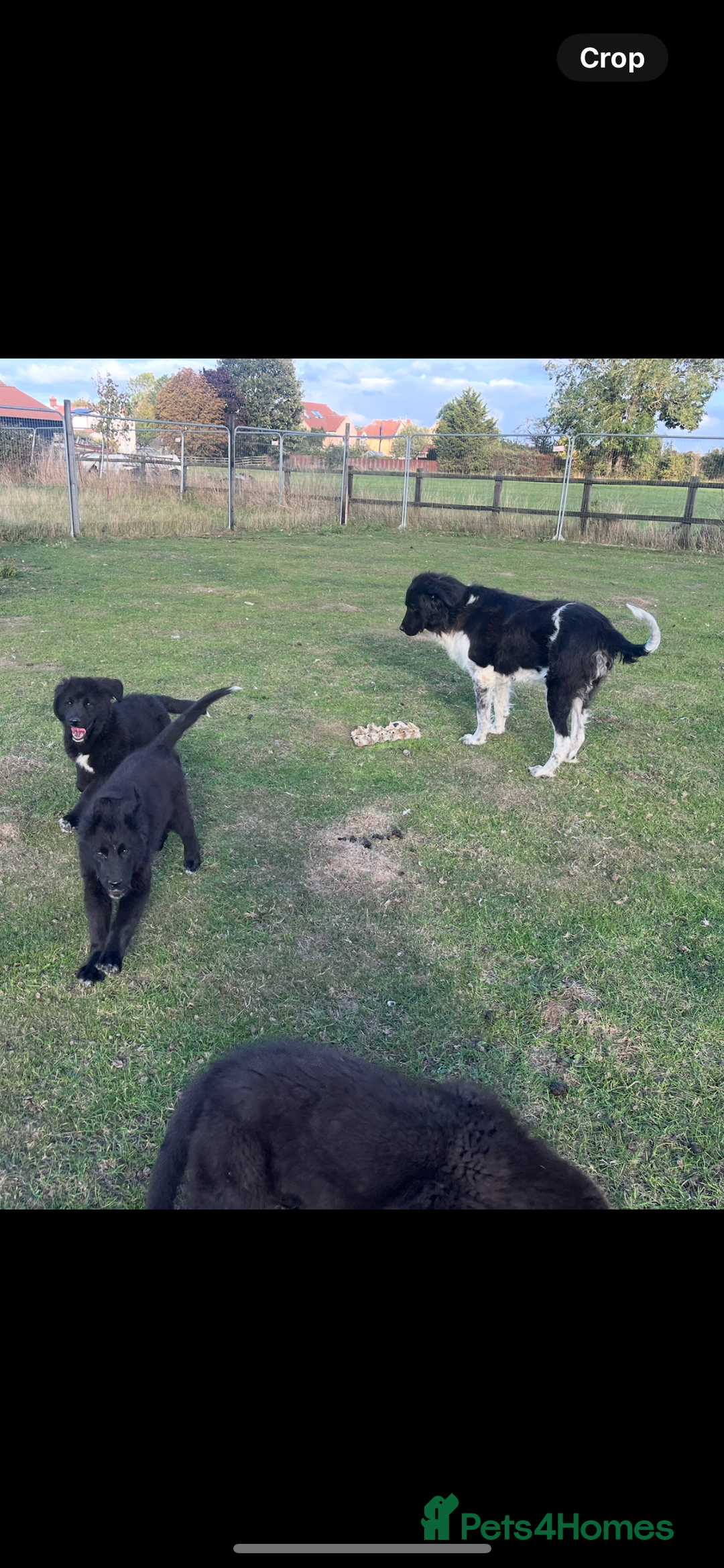 Mixed Breed dogs for sale: Bucovina X Raven  - Image 1