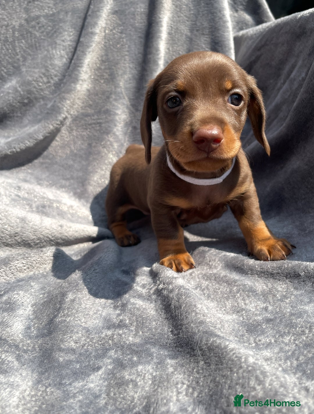 Miniature Dachshund dogs for sale: KC Reg Pedigree Mini Smooth Haired Dachshunds - Image 8