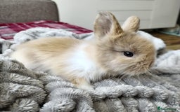 Lionhead rabbits for sale: Pure Breed Fluffy Double Mained Lionhead Boy - Image 1