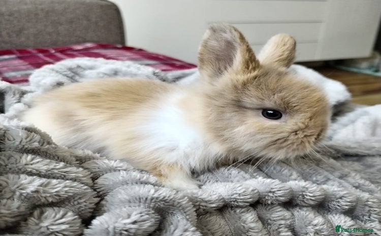 Lionhead rabbits - Advert 5