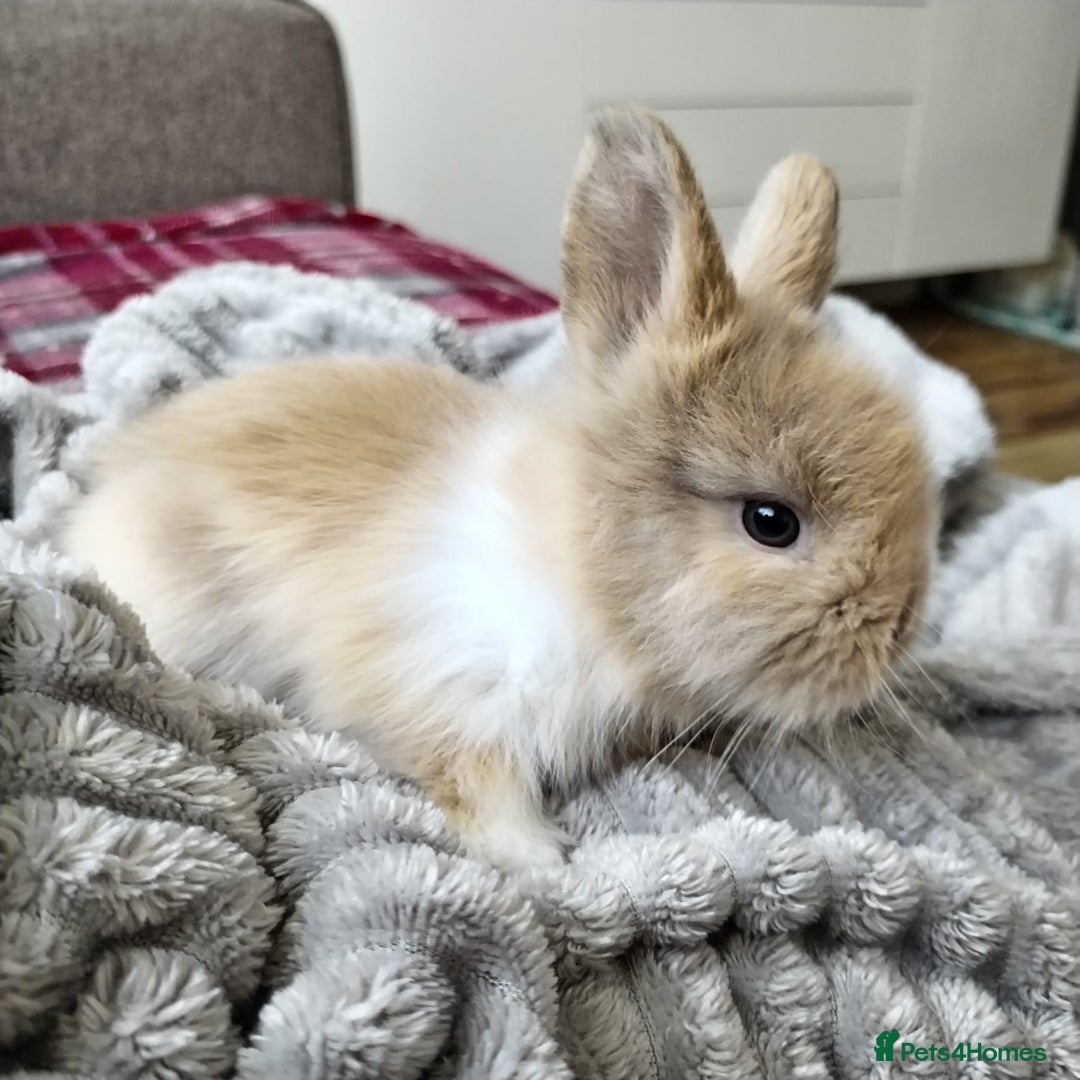 Lionhead rabbits for sale: Pure Breed Fluffy Double Mained Lionhead Boy - Image 1