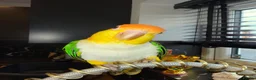 Parrots birds for sale: Caique yellow thighed - Advert 1