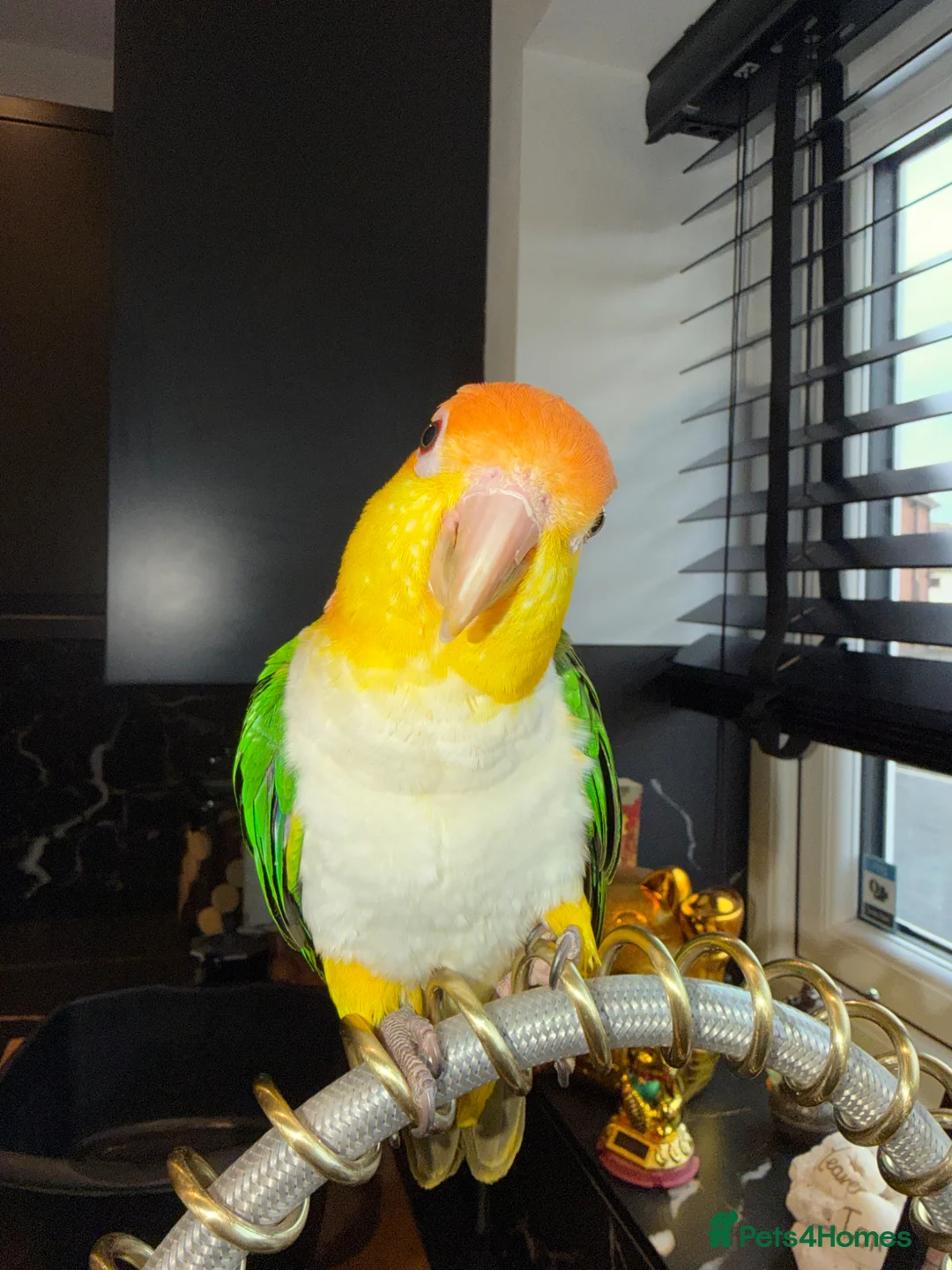 Parrots birds for sale: Caique yellow thighed - Advert 1