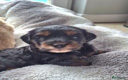 Cavapoo dogs for sale: Toy Cavapoo puppies - Image 17